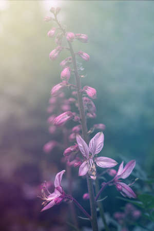 inflorescence burning bush pink, summer sunny day, floral backgroundの写真素材