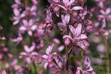 flowering bush of burning kupena, medicinal plant, purple inflorescences on the stemの写真素材