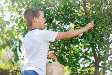 a school-age boy walks in a summer garden on a sunny day, picking cherry berries from a bush into a basketの写真素材