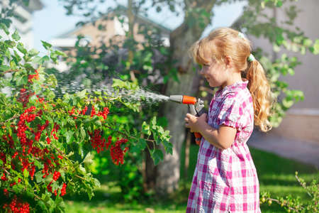 a blonde girl walks on a sunny day, takes care of the garden, collects currant berries from a bush in a basket, watersの写真素材