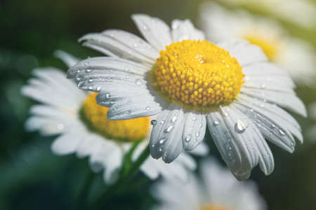 flower petals in water drops after rain, rose and chamomile