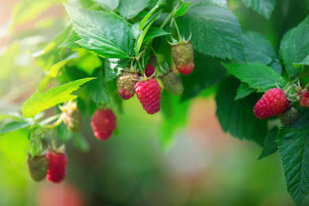 ripe red berries of raspberry repair on a branchの写真素材