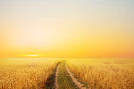 a road in a summer field with ripe wheat on the background of the evening skyの写真素材