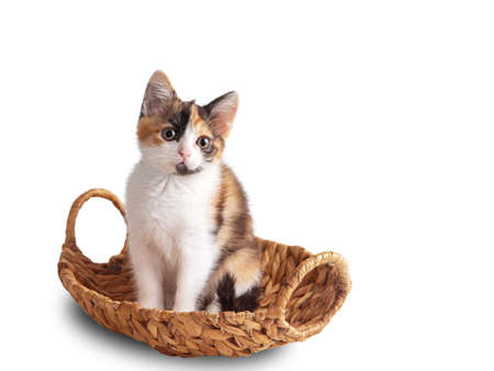 small tricolor kitten with a bowl, isolate on a white backgroundの写真素材
