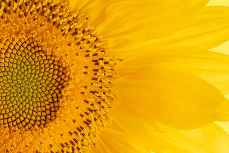 yellow sunflower with leaves and petals, isolate on a white backgroundの写真素材