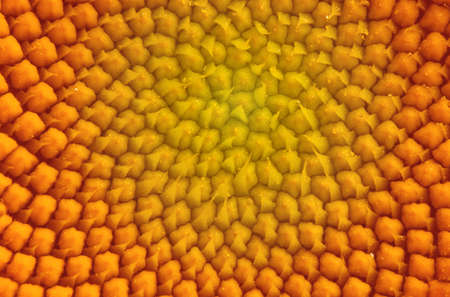 yellow sunflower with leaves and petals, isolate on a white backgroundの写真素材