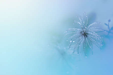 plant background of branches with water drops after rain, defocus lightの写真素材