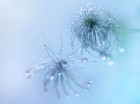 plant background of branches with water drops after rain, defocus lightの写真素材