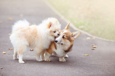 a young corgi dog walks with its owner in an autumn parkの写真素材
