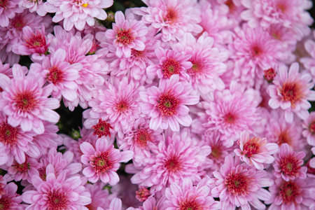 autumn chrysanthemums blooming on bushes in the garden, plant backgroundの写真素材