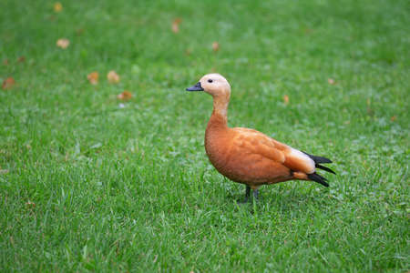 wild ducks in the park on the surface of the water and on the lawnの写真素材