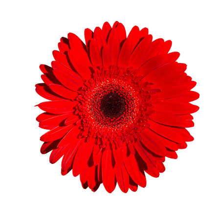 red gerbera flower, isolate on a white backgroundの写真素材