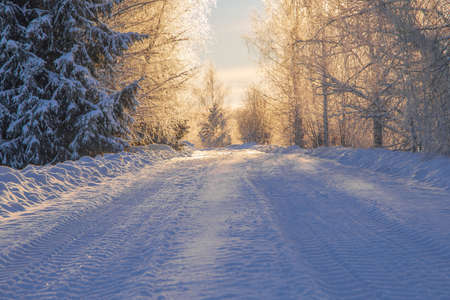 Winter coniferous forest after snowfall, frosty day, landscape