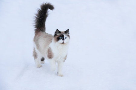 Domestic cat walks in winter in the yard, sitting on the path between snowdrifts, sunny dayの写真素材