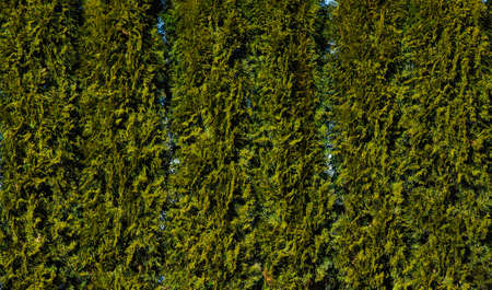 fragment of a hedge made of green thuja, plant background