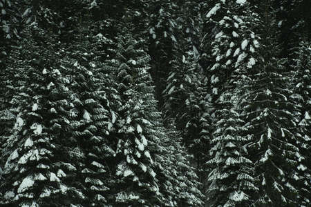 green pine branches covered with frost in the winter forest, background