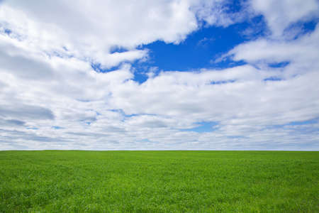 summer landscape, field with green grass and horizon, textured sunset sky, sun