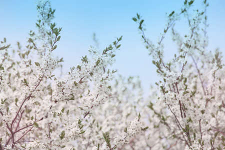 cherry and pear branch with white flowers and leaves on a blue sky background