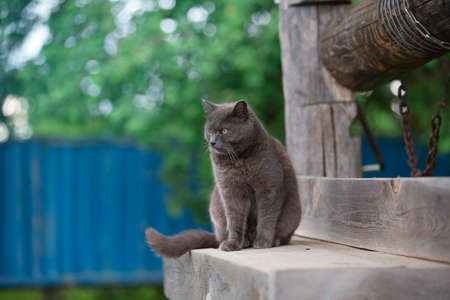 a gray mongrel cat sits on a wooden well on a summer eveningの写真素材