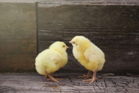 little yellow chickens sitting on an old wooden bench, poultryの写真素材