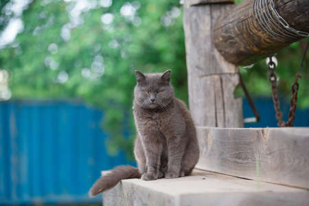 a gray mongrel cat sits on a wooden well on a summer eveningの写真素材