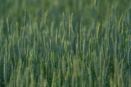 unripe green ears of winter wheat growing in the field