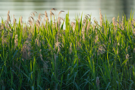 various field grasses and flowers on the background of the setting sun
