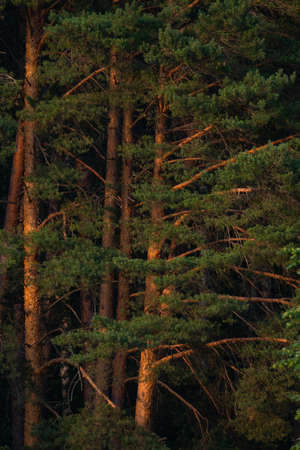 old pine forest on the high sandy bank of the river, coniferous treesの写真素材