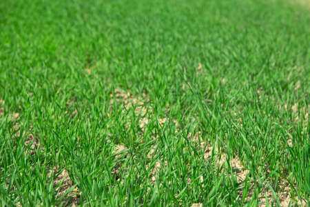 unripe green ears of winter wheat growing in the fieldの写真素材