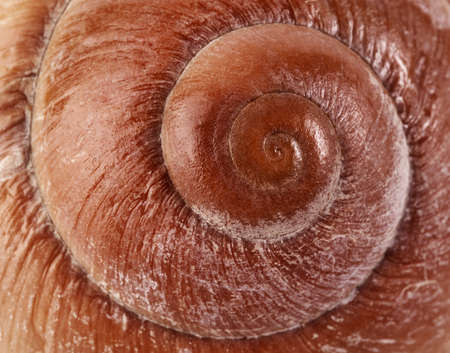 white with brown spots seashell with spiral, macro, close-upの写真素材