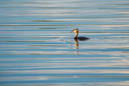 lake duck and heron sitting on a sign in the middle of the lake, sunny evening