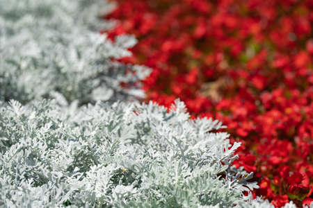 flowering bushes of red and white geraniums in a flower bed, landscape designの写真素材
