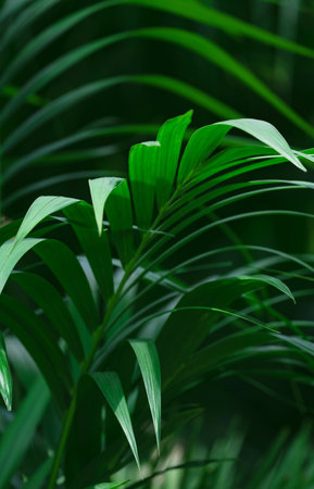 Plant background, green leaves of tropical plants, textureの写真素材