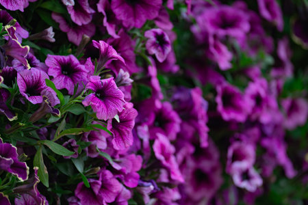 Floral background, blooming colorful lush petunia bushes on a flower bed, sunny dayの写真素材