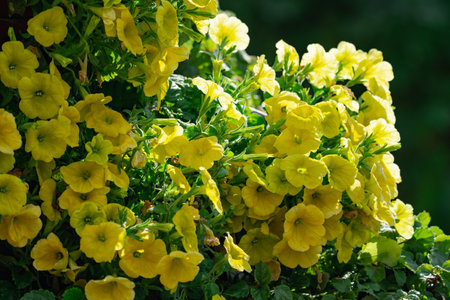 Floral background, blooming colorful lush petunia bushes on a flower bed, sunny dayの写真素材