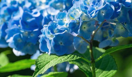 Lush hydrangea bush with white and blue flowers, summer garden