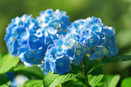 Lush hydrangea bush with white and blue flowers, summer gardenの写真素材