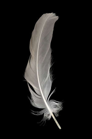 gray-white feather from a pigeon's wing isolated on a black backgroundの写真素材