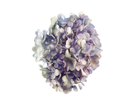 lilac-colored hydrangea inflorescence isolated on a white background