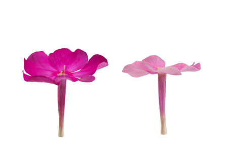 purple and pink phlox flower without leaves, isolated on a white backgroundの写真素材