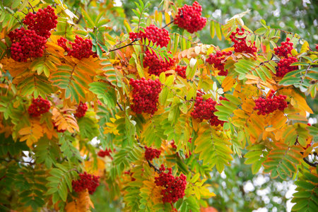 autumn red mountain ash bush, clusters of berries with orange leaves on branchesの写真素材