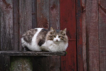 a domestic cat walks in the yard, sits on a bench by the fenceの写真素材