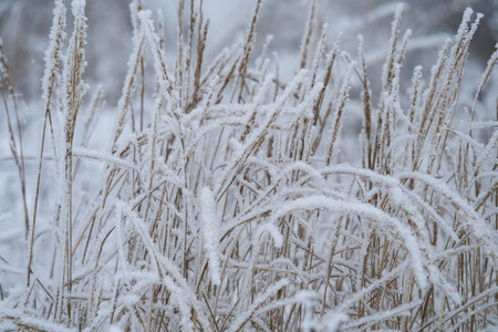 winter Sunny day, stems and branches of plants in a brilliant frosty frost, defocus light