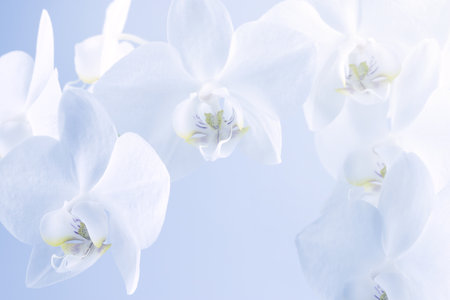 white orchid flowers on a light background, screen wallpaper, botanical backgroundの写真素材