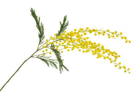 cut branch of fresh flowering mimosa, yellow acacia, isolatedの写真素材