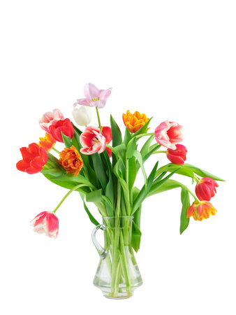 fresh flowers, freshly cut yellow and pink tulips with leaves, isolatedの写真素材
