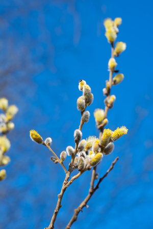 spring willow branches with blooming flowers and insects on a blue sky background