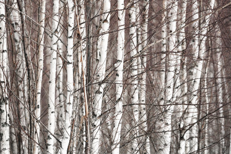 spring forest, birch grove without leaves in April against a blue skyの写真素材