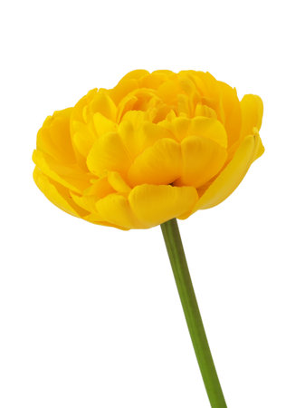 yellow daffodils and tulips with green leaves isolated on a white background