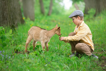 a young brown goat walks with a boy on a lawn in the village on a summer dayの写真素材